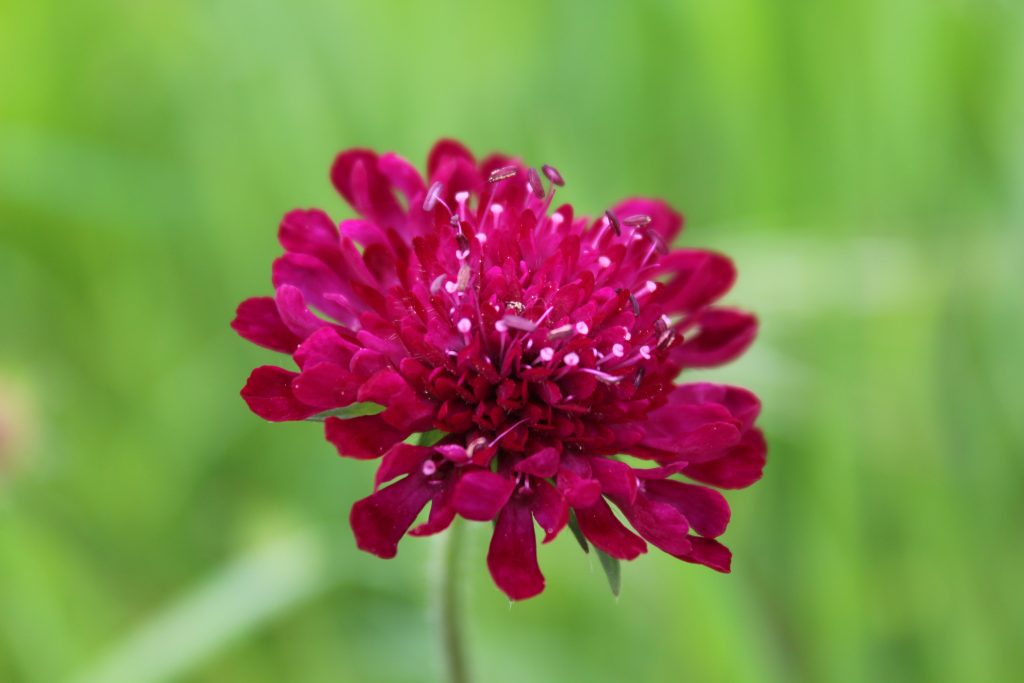 Le Jardin Contemporain // The Contemporary Garden - Barry Watton Garden Designs